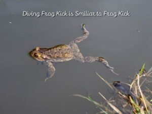 Why is the frog kick called frog kick