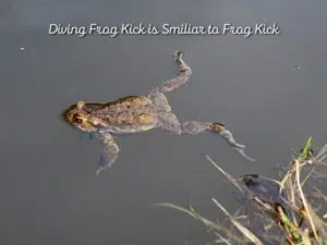 Why is the frog kick called frog kick