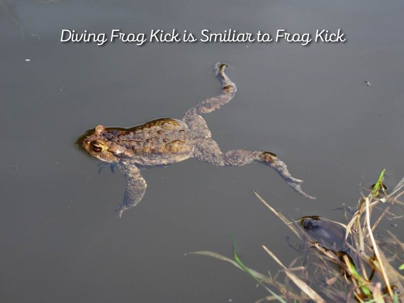 5 Best Fins For Frog Kick In May 2024 | Sportlia